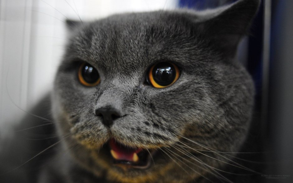 Шотландская вислоухая кошка злая