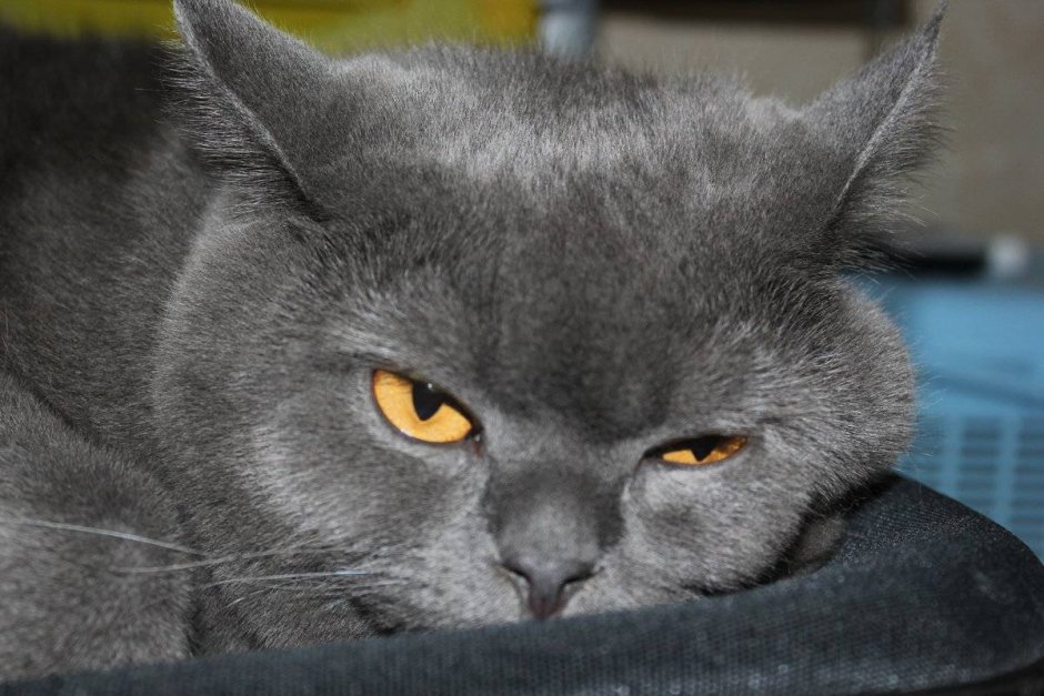 Серый британский кот Джонатан