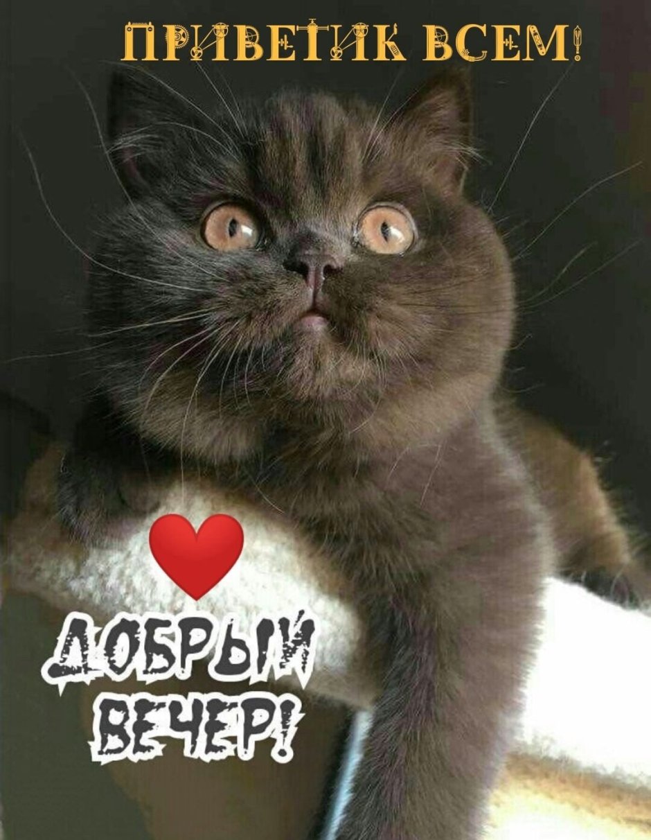 Британская короткошёрстная кошка