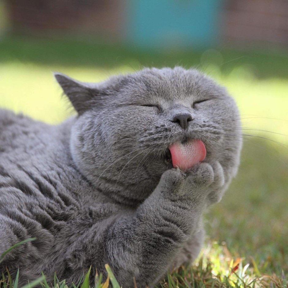 Злая Британская короткошерстная кошка