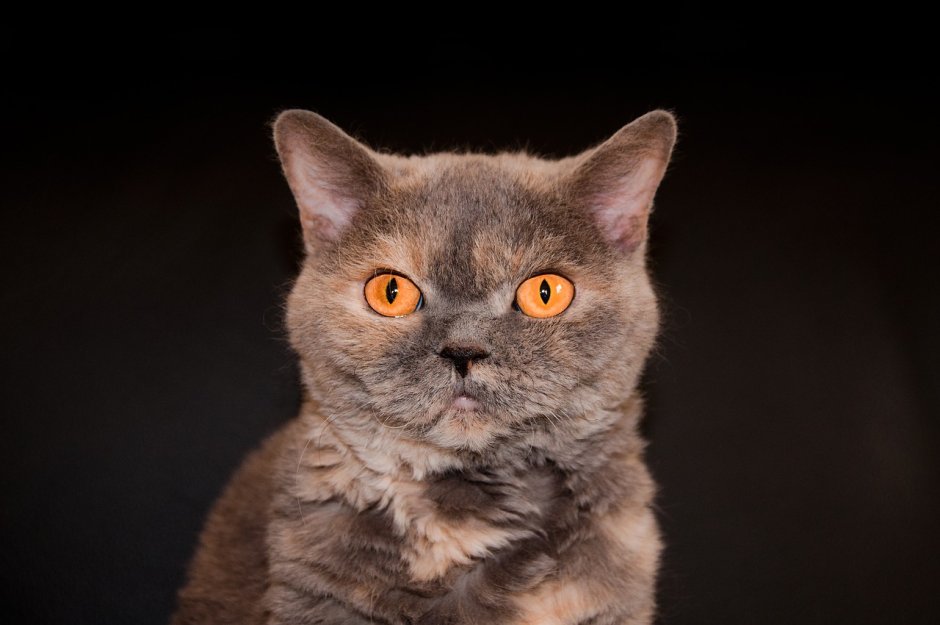 Британская голубая кошка