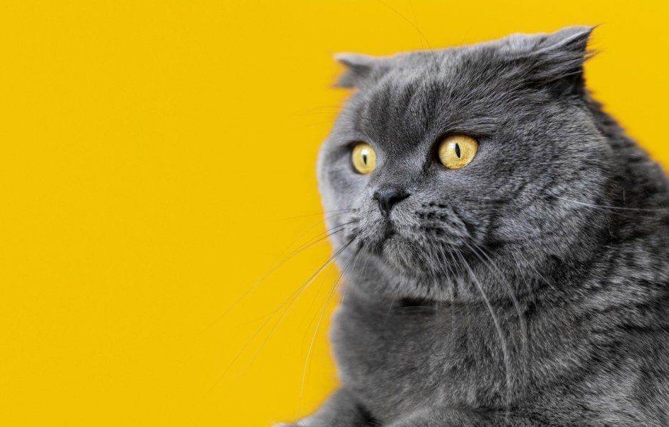 Злой британский кот