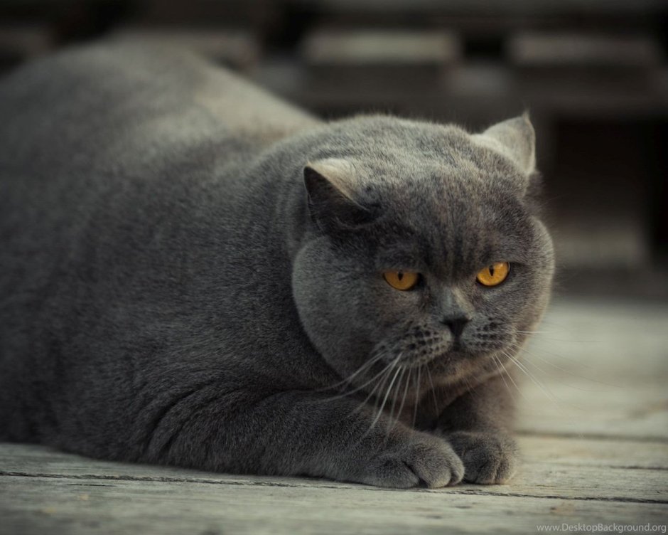 Британская кошка короткошерстная серая