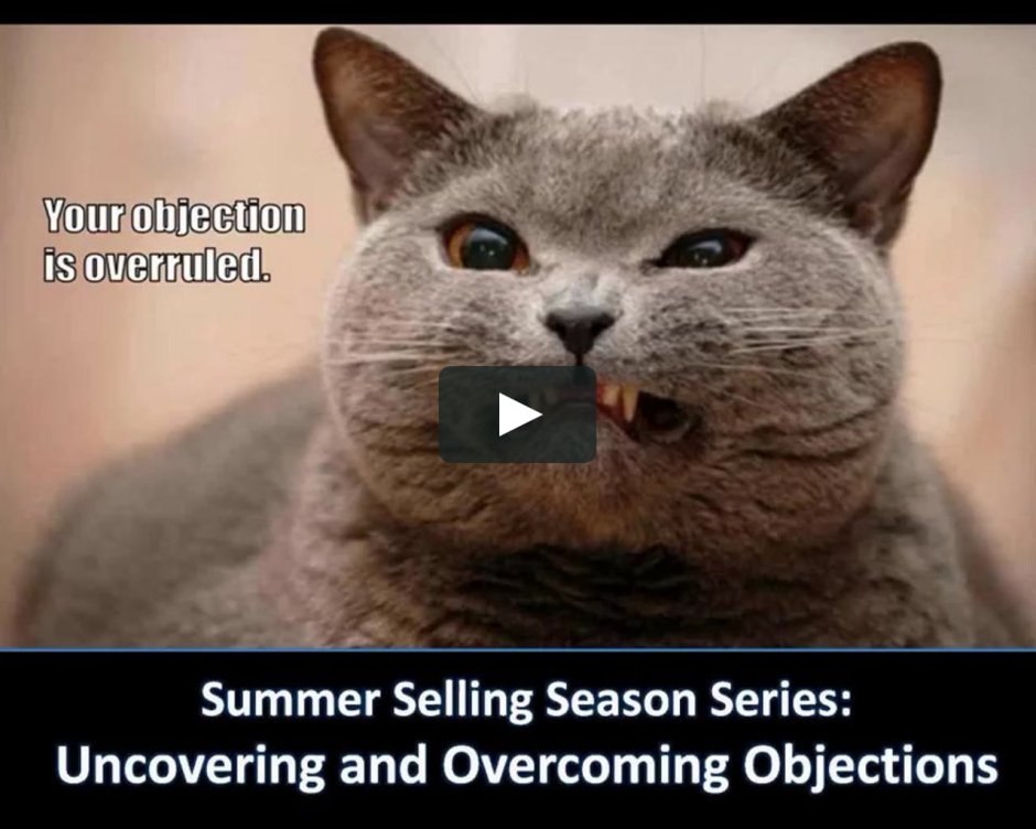 Британская короткошёрстная кошка самка