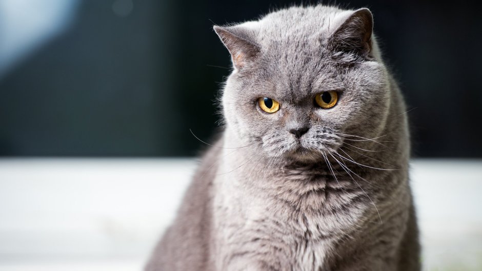 Британская короткошёрстная кошка анфас