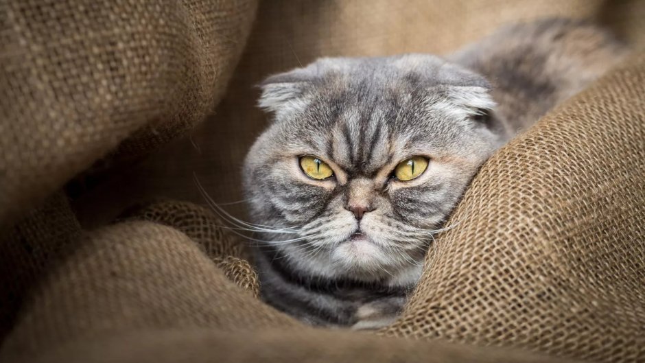 Британская кошка злая