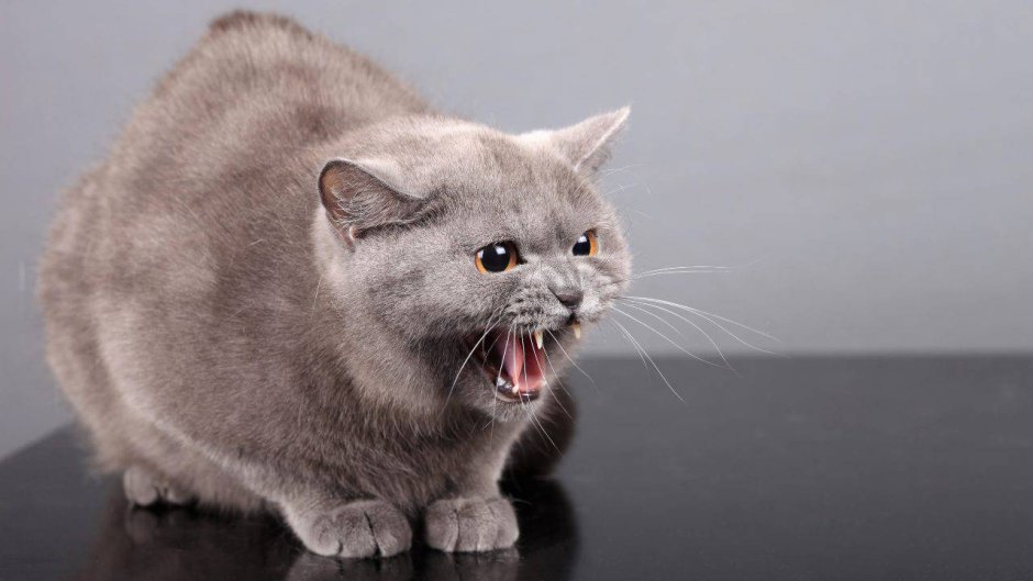 Злая Британская короткошерстная кошка