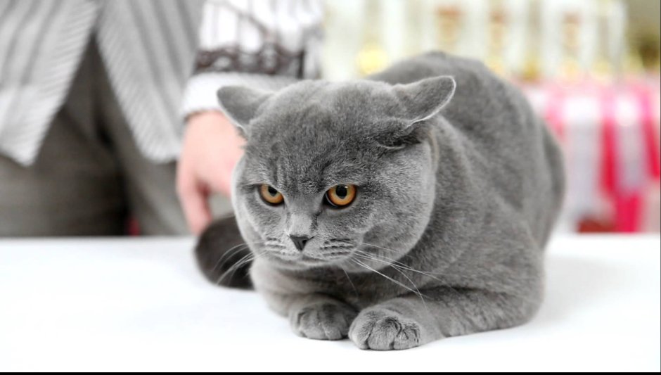 Кот британец Смоки