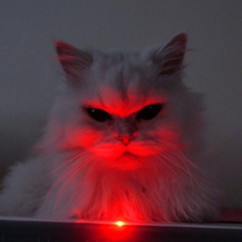 Кот на диване