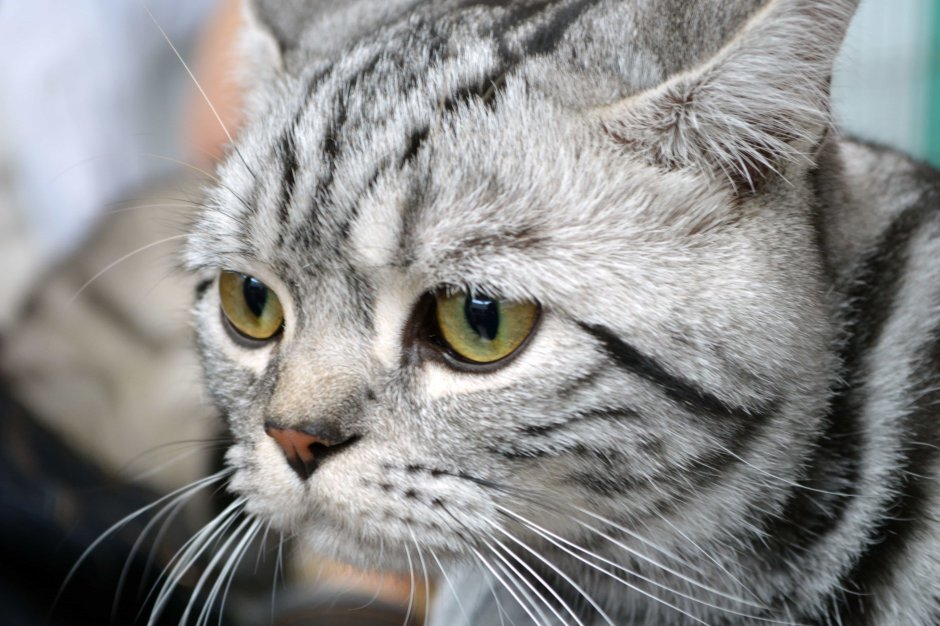 Смешной британский кот