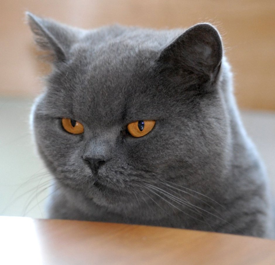 Злая Британская короткошерстная кошка