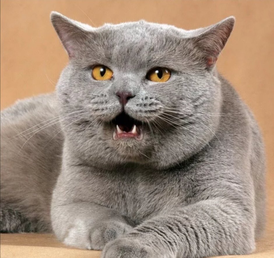 Злой кот британец