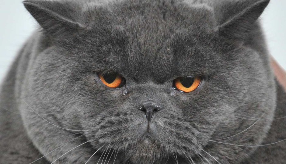 Шотландская вислоухая кошка злая