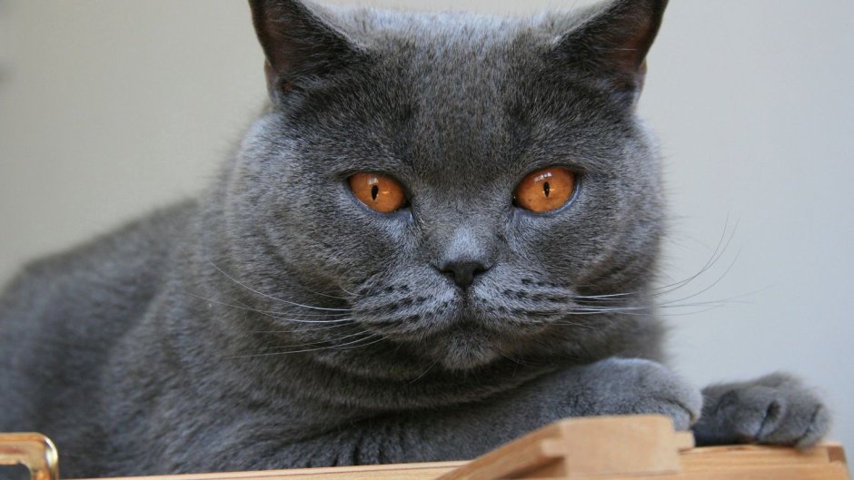 Смешной кот