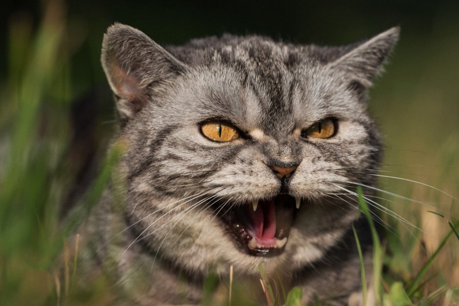 Шотландский короткошерстный кот серый