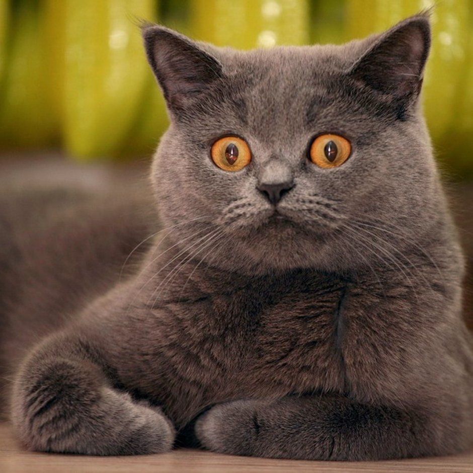 Британская дымчатая кошка