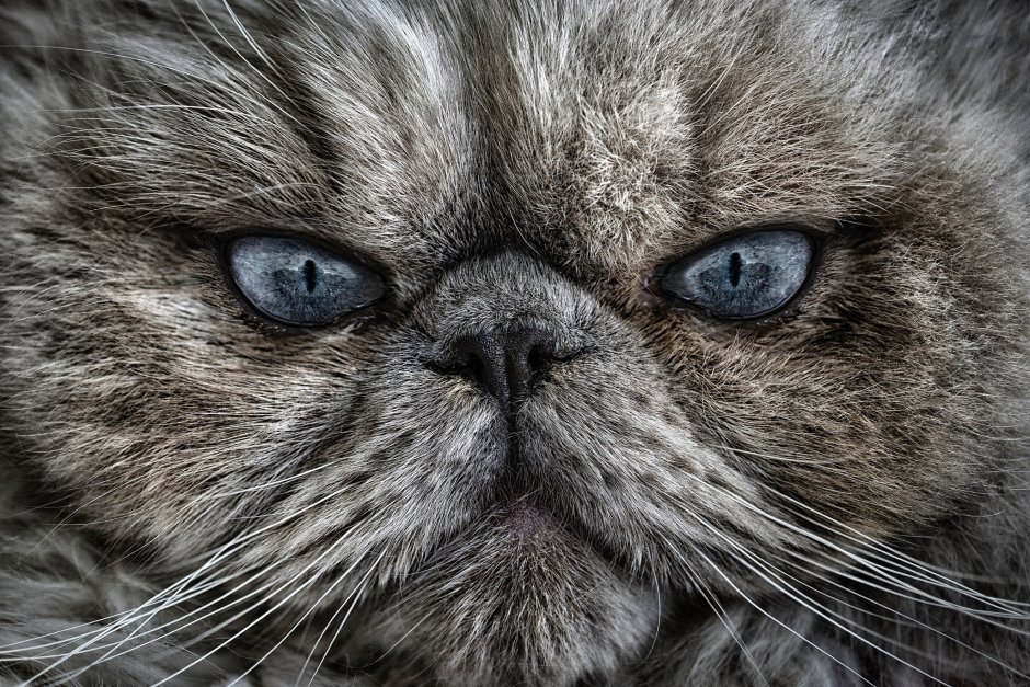 Мемный котик