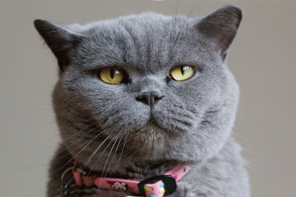 Котята Эстетика