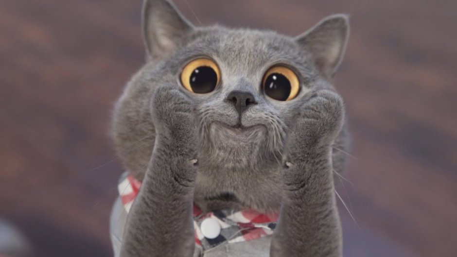 Удивленный серый кот