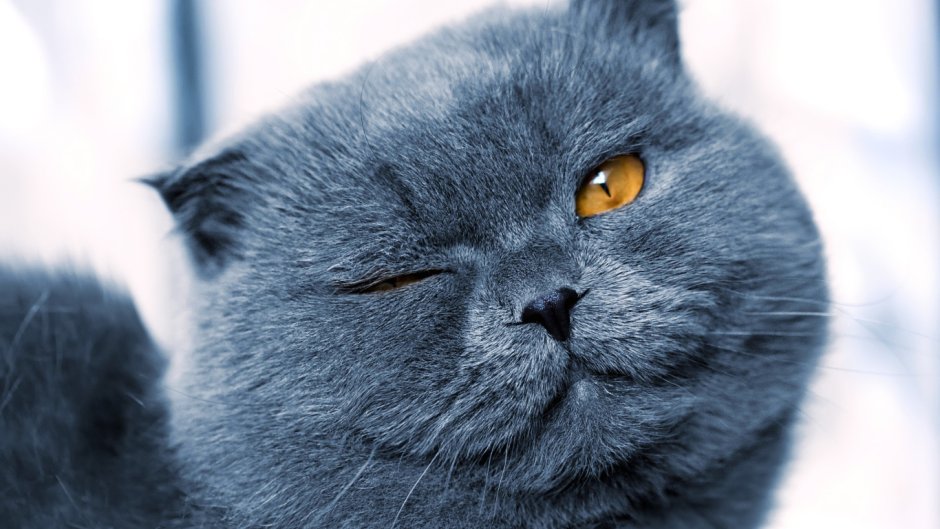 Злая Британская короткошерстная кошка