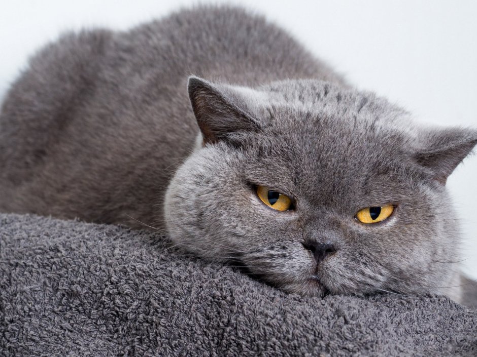 Злой кот британец