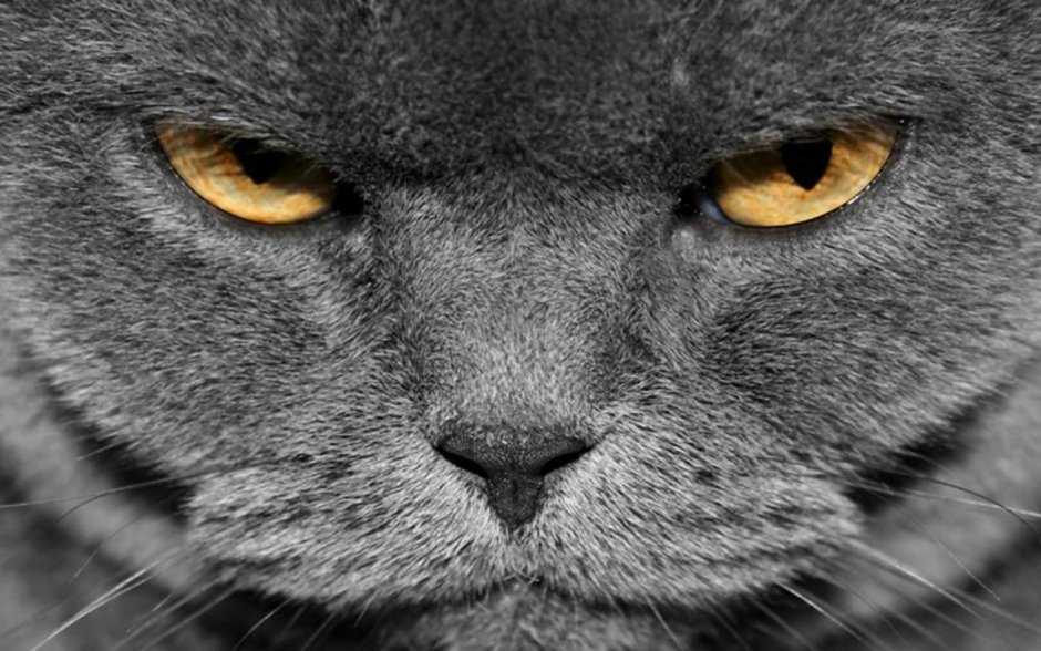 Кот оскал эскиз