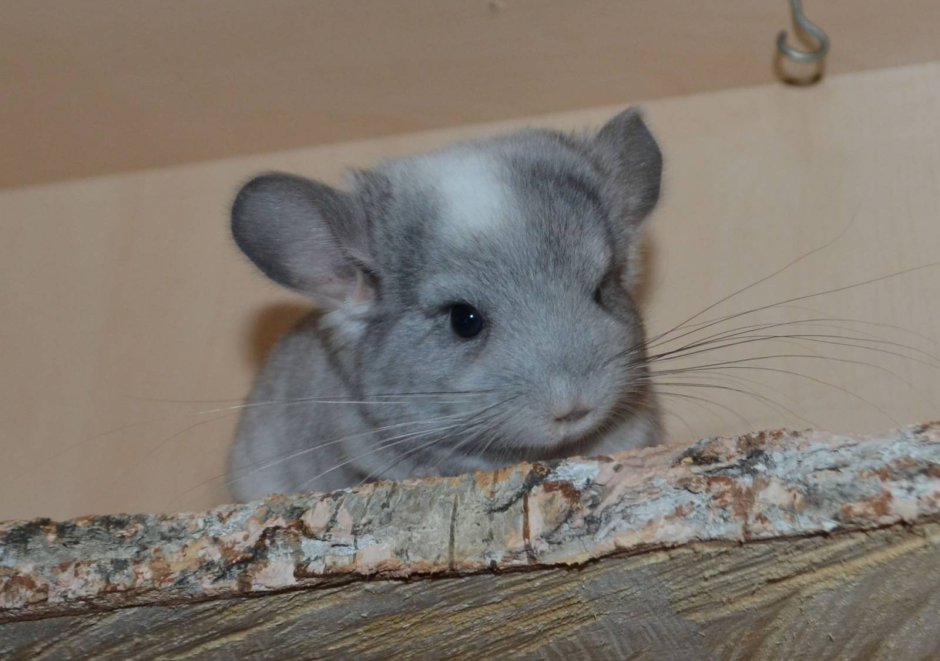 Короткохвостая шиншилла