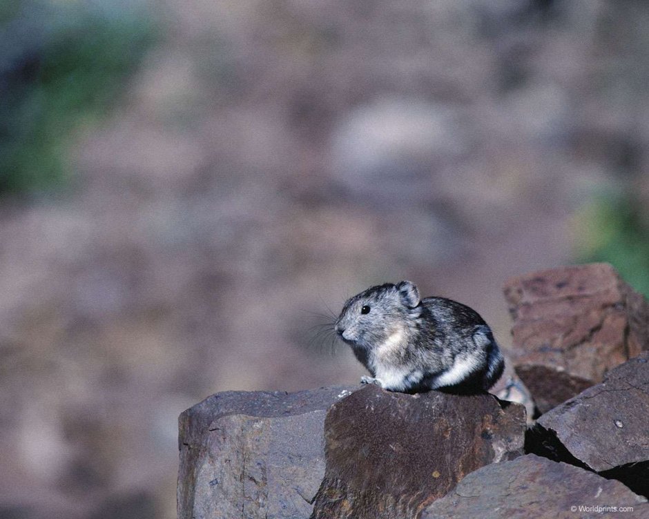 Короткохвостая шиншилла