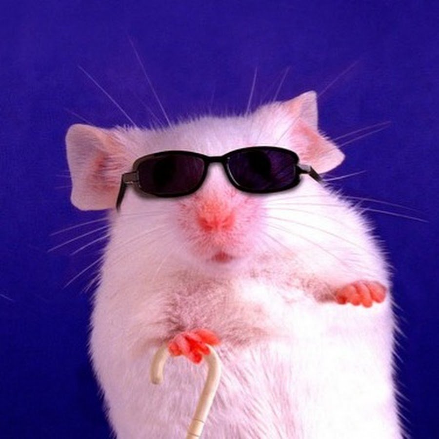 Крыса в очках