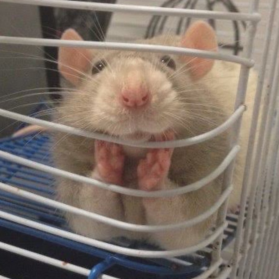 Клетка для крыс