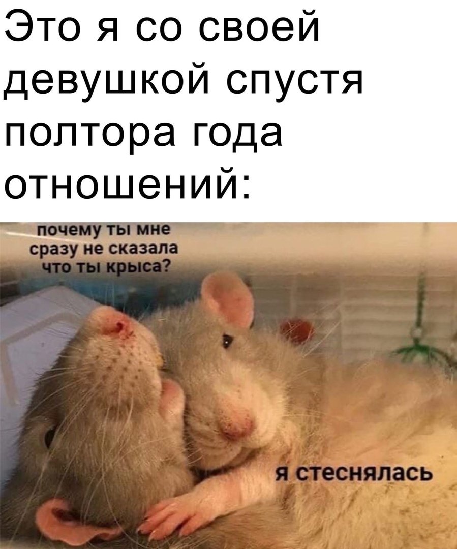 Две крысы Мем