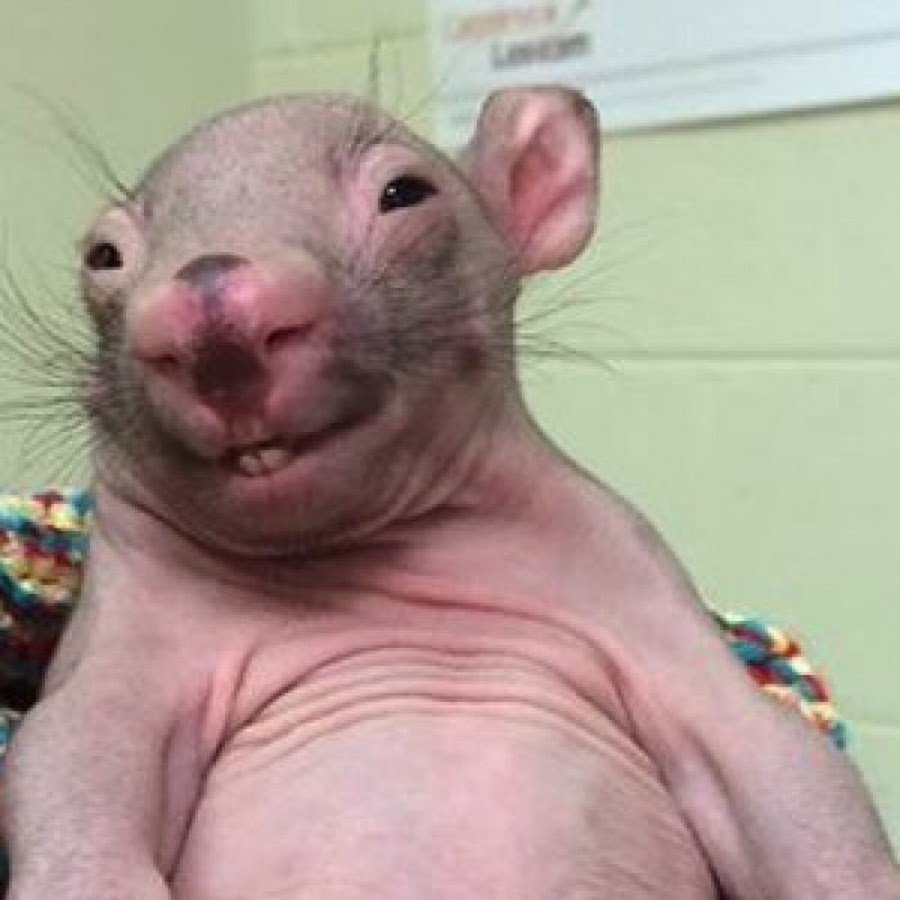 Свинка скинни сфинкс