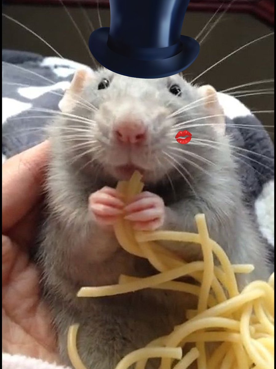 Прикольные крыски