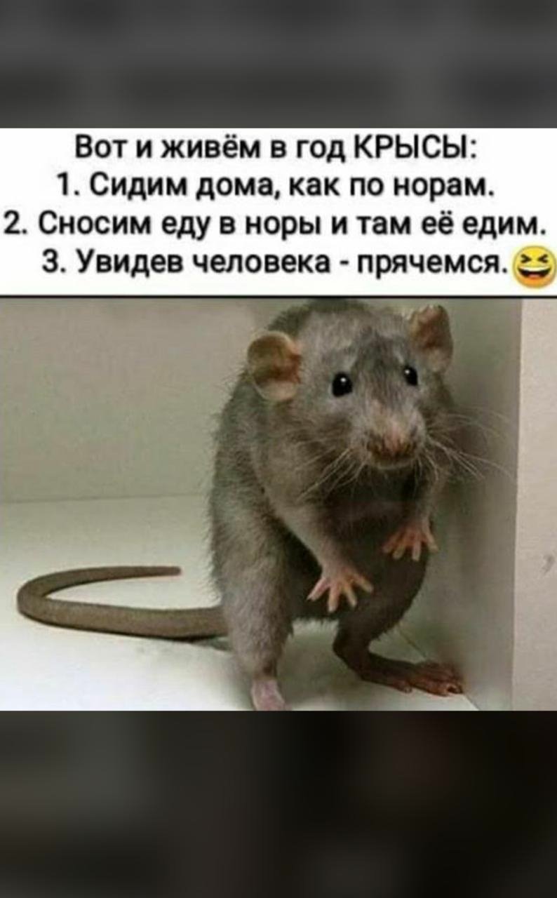 Мемы с крысами мы