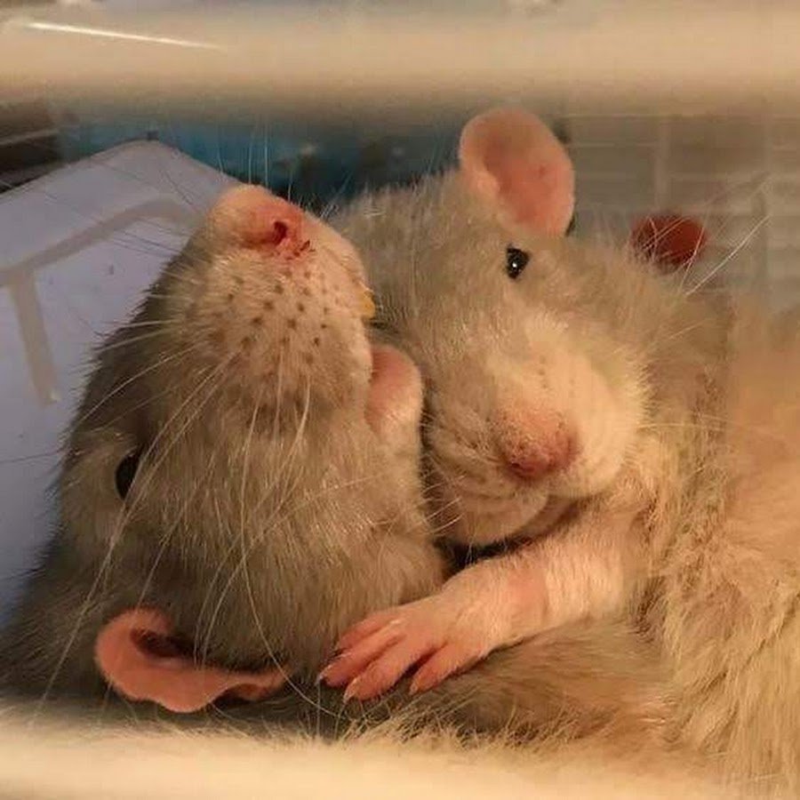Влюбленная крыса