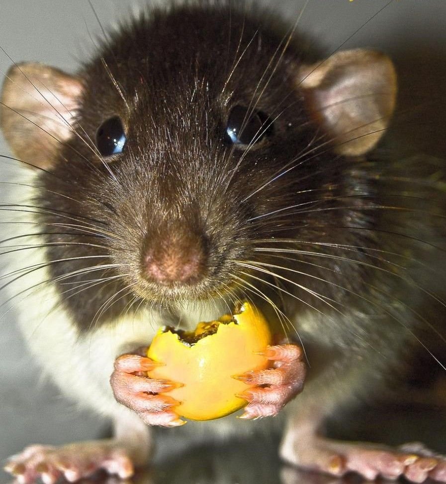 Смешная мышь