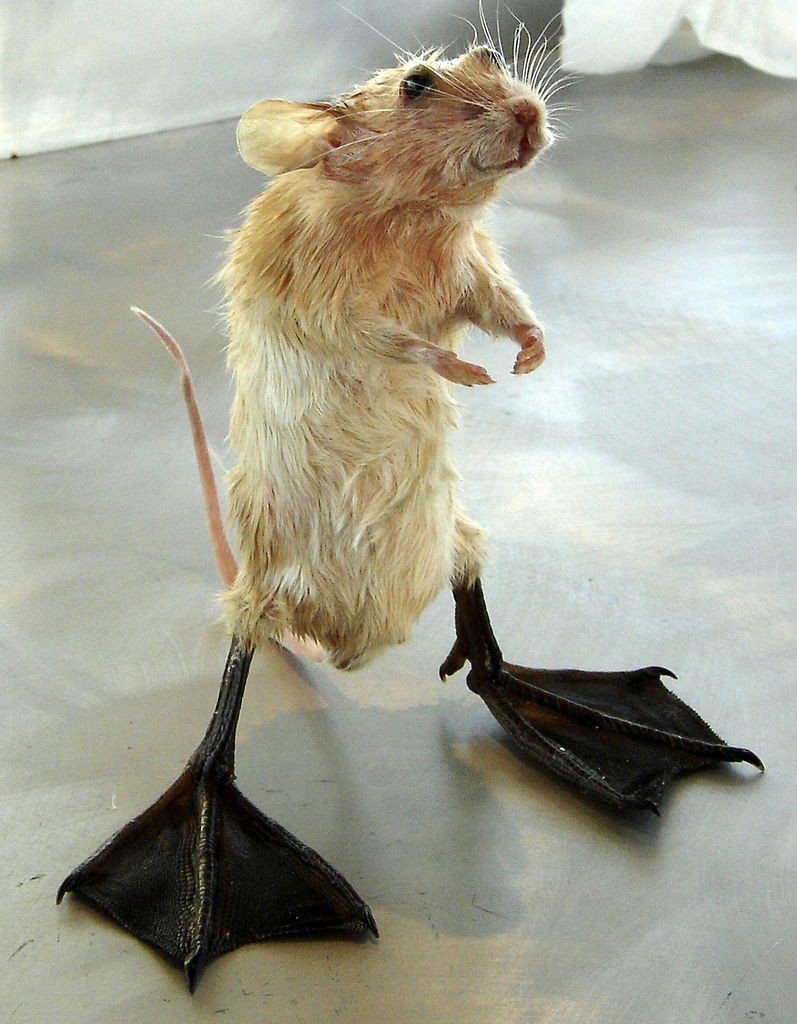 Смешные Грызуны