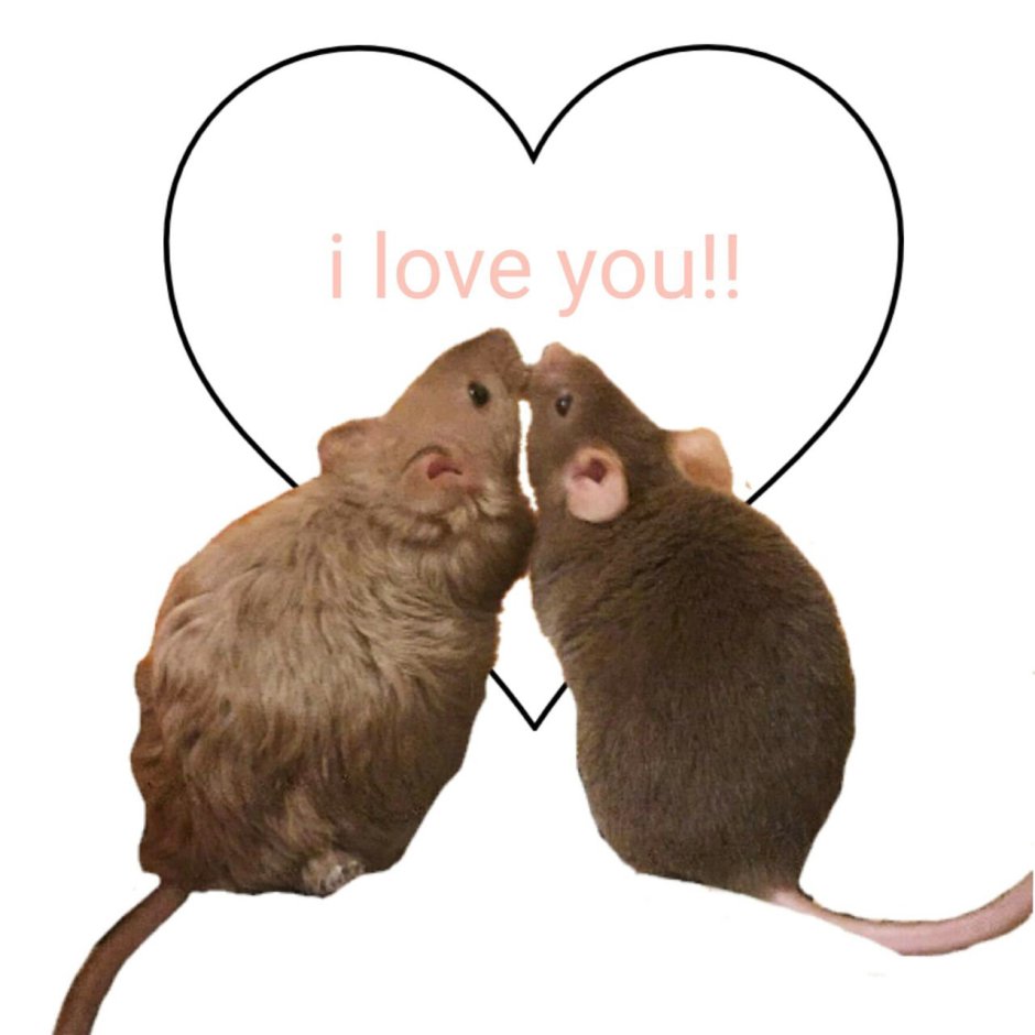 Крыса в перчатках