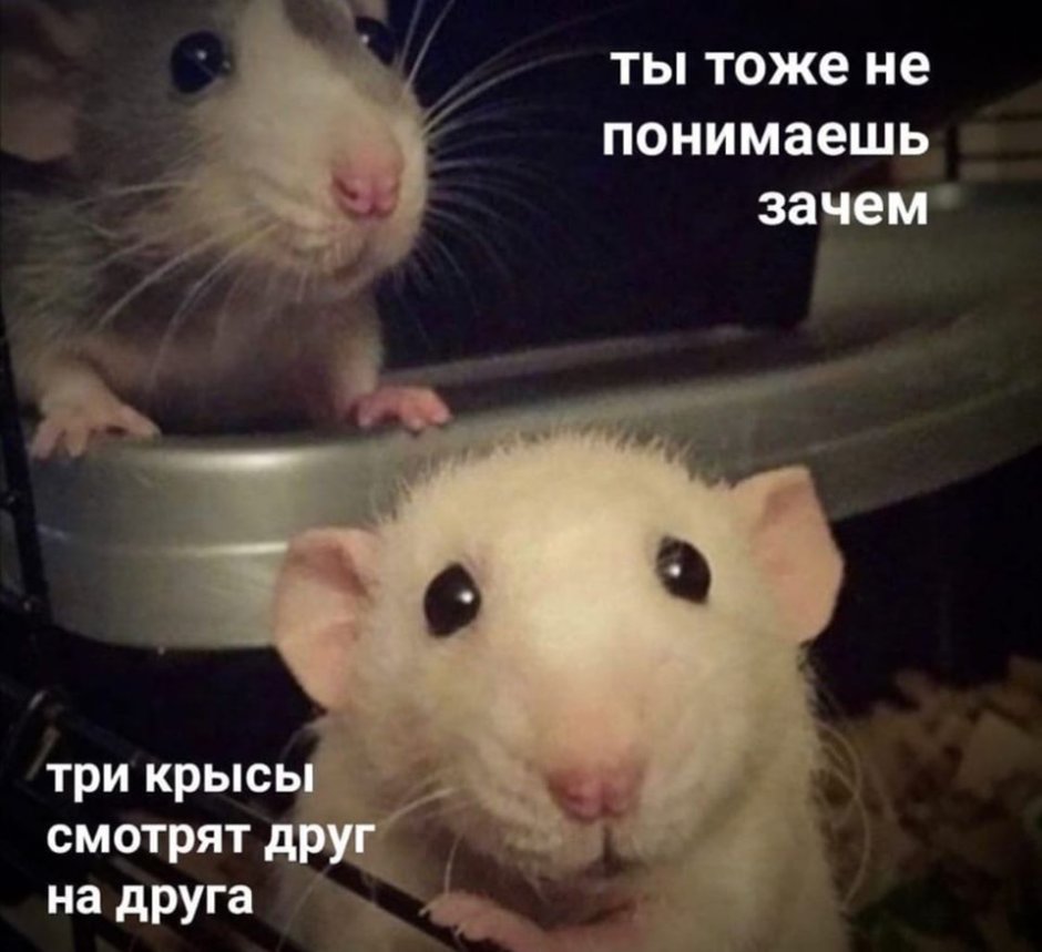 Крысы подружки