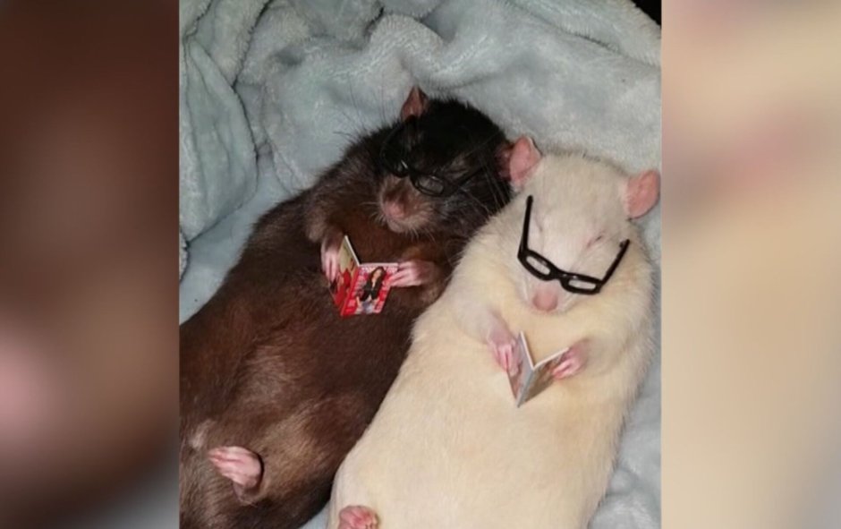 Крысы Рисованные прикольные