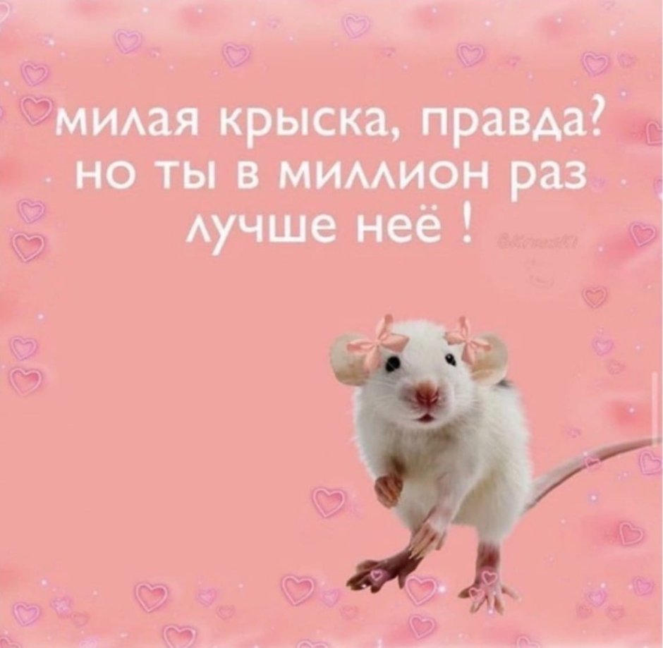 Смешные валентинки с крысами
