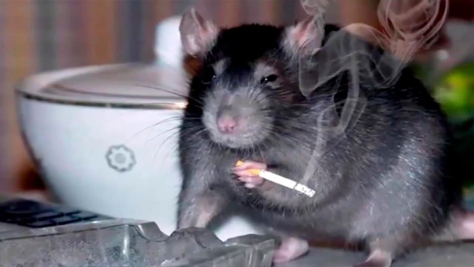 Довольная мышь