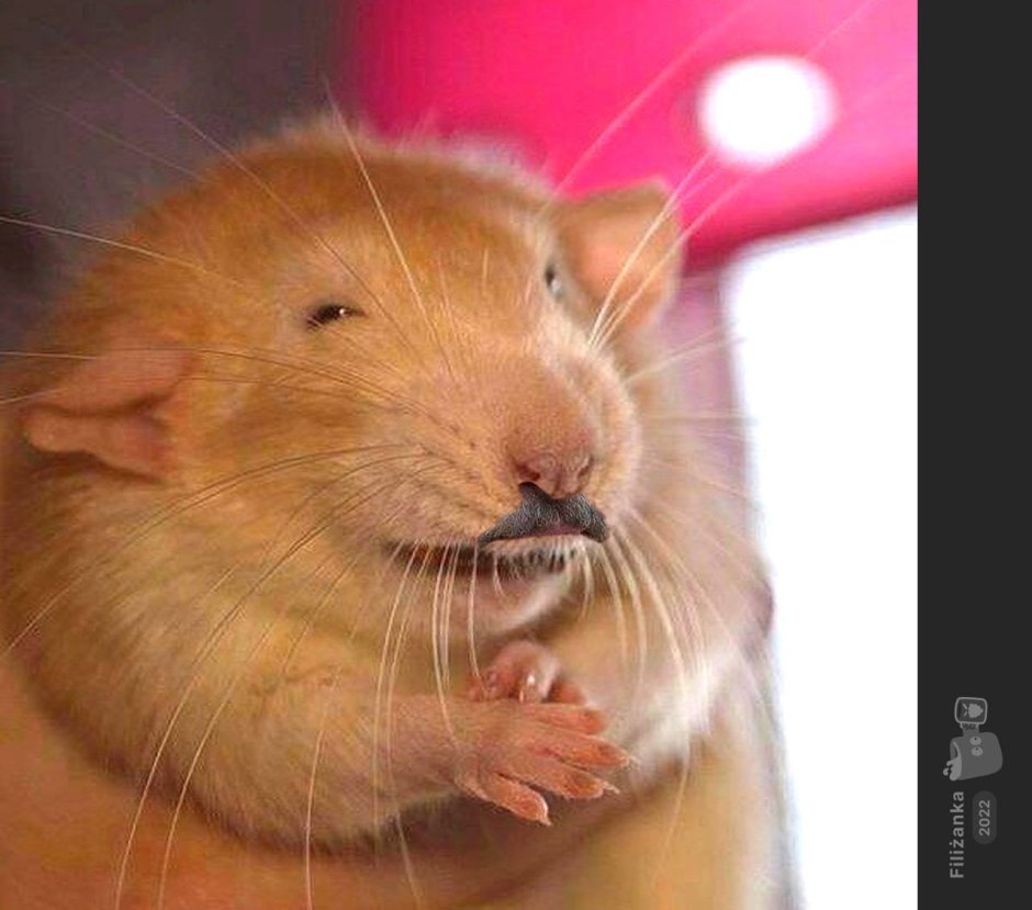 Крыса Дамбо самка