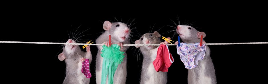 Самая самая Главная крыса в мире