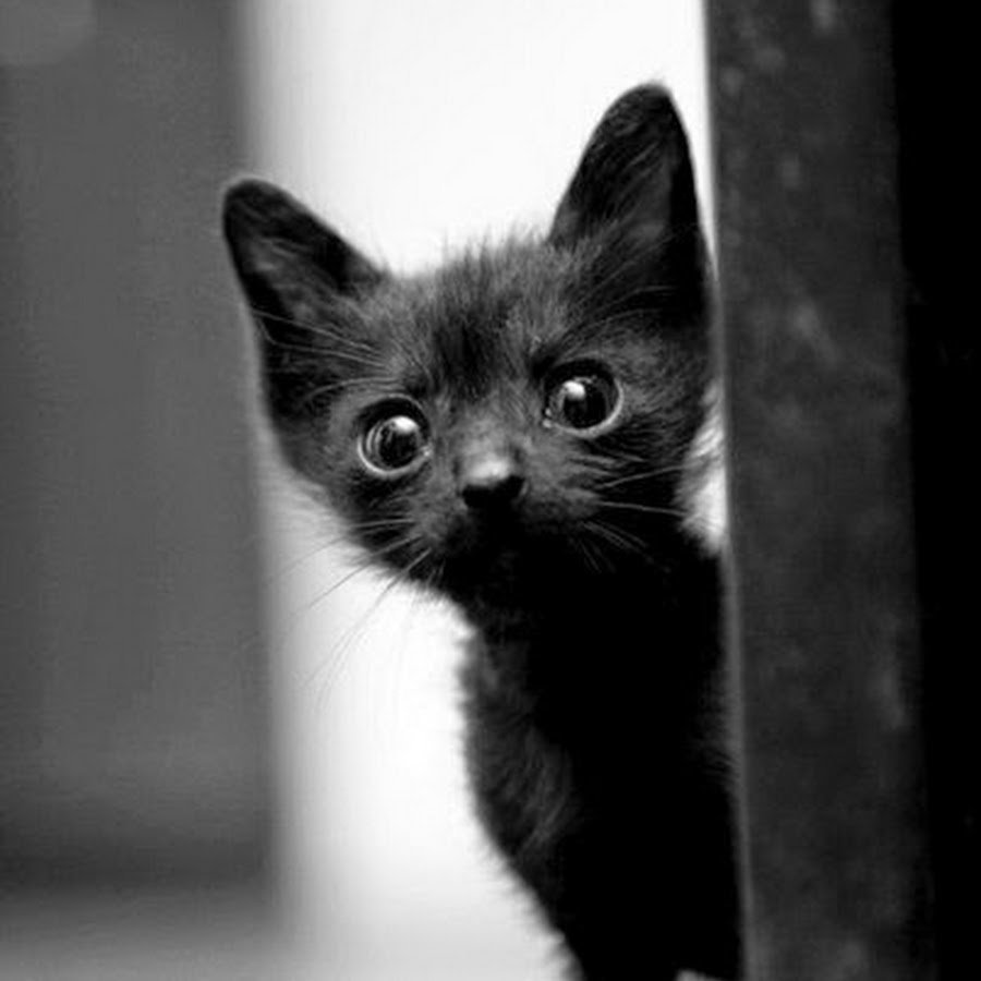 Мафия город засыпает просыпается мафия