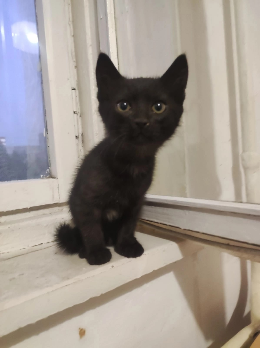 Кошки маленькие черненькие