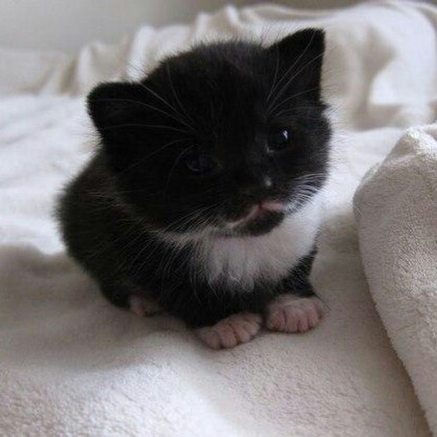 Милый черный котенок