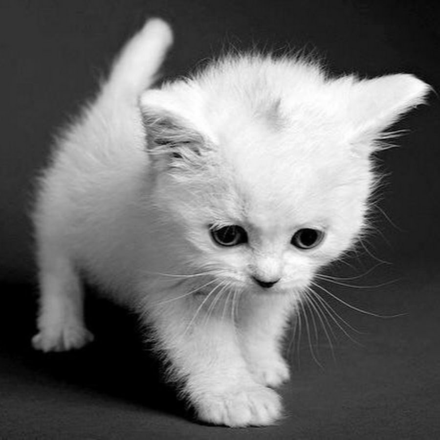 Черно серый котенок