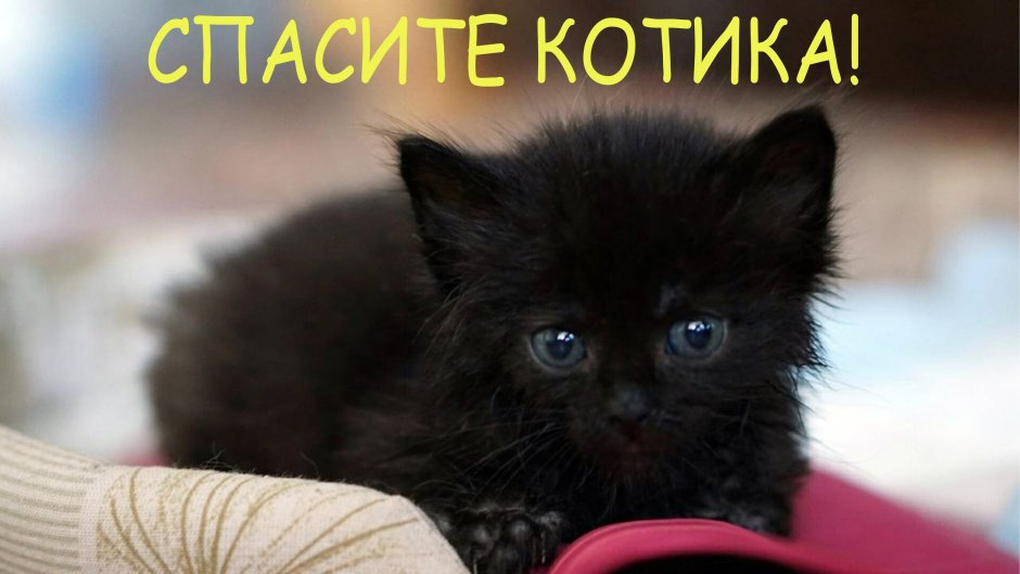 Чёрный пушистый котеерк