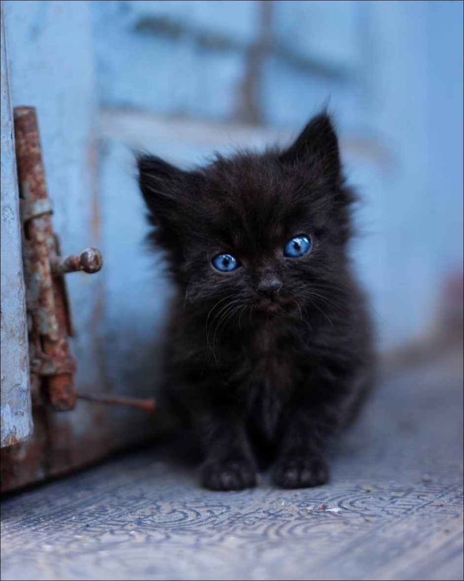 Черный котенок